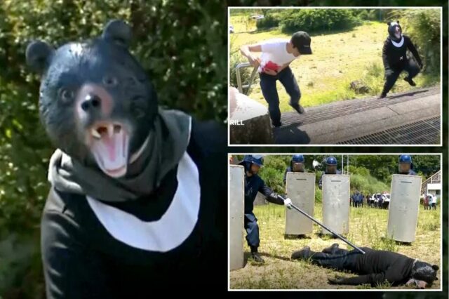 Os policiais são o anfitrião de "exercícios de urso" após uma série de ataques de urso

