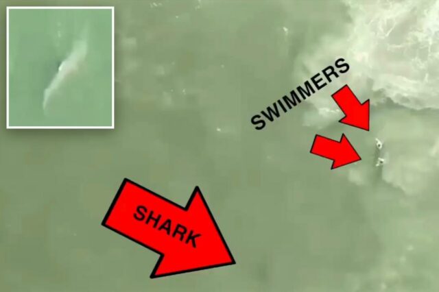 Ilustração de um tubarão notado perto de nadadores em Rockaway Beach.