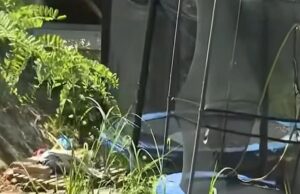 Pai do garoto, nove e menina, sete, encontrados em fraldas em fazendas italianas remotas esconderam a família para protegê -las do Covid “e revela por que seus filhos usavam fraldas em entrevista completa O perigo minguante de duas crianças encontradas em fraldas em uma fazenda italiana distante está escondida a família para protegê -las de covid, ela foi revelada