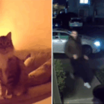 Par verifique a câmera de estimação, perceba que o gato está tentando notificá -los para algo