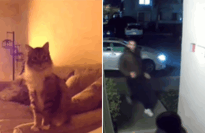 Par verifique a câmera de estimação, perceba que o gato está tentando notificá -los para algo Par verifique a câmera de estimação, perceba que o gato está tentando notificá -los para algo