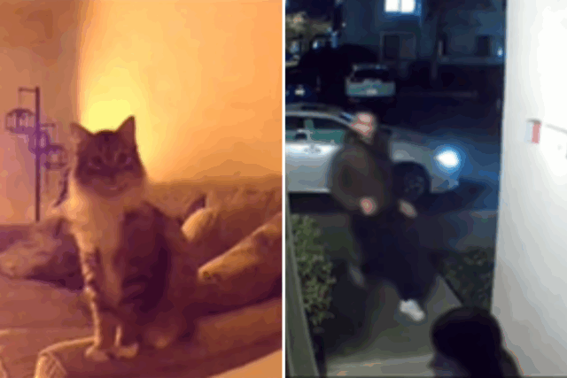 Par verifique a câmera de estimação, perceba que o gato está tentando notificá -los para algo

