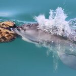 Um golfinho que nada ao longo da superfície com uma pequena esponja amarela na ponta do nariz