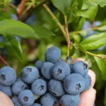Pendure -o em um mirtilo e os pássaros serão mantidos longe da fruta