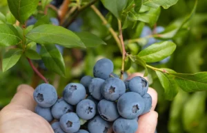 Pendure -o em um mirtilo e os pássaros serão mantidos longe da fruta Pendure -o em um mirtilo e os pássaros serão mantidos longe da fruta