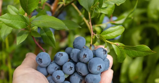 Pendure -o em um mirtilo e os pássaros serão mantidos longe da fruta

