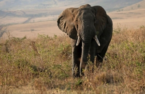 Phil de Colhaapur para gostar após a ordem da cicatriz Phil de Colhaapur para gostar após a ordem da cicatriz