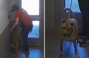 Pontos de abrigo puxam o alarme da equipe em forma de emoção para evacuar Pontos de abrigo puxam o alarme da equipe em forma de emoção para evacuar