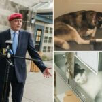 Problemas de abrigos de animais em Nova York suspenderão o consumo de cães e gatos devido a chamadas de lidadura de superlotação até o final de US $ 1,4 bilhão "inapropriados" contratos