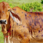 Putable: Lean Professional Body in Bulldaa, para informar a pele da pele fina