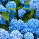 Regue esta hortênsia a cada duas semanas. Eles vão florescer azul