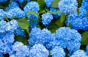 Regue esta hortênsia a cada duas semanas. Eles vão florescer azul Regue esta hortênsia a cada duas semanas. Eles vão florescer azul