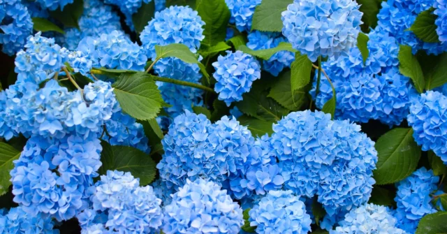 Regue esta hortênsia a cada duas semanas. Eles vão florescer azul

