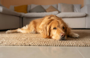 Retriever Golden Falls para manter os proprietários – o que significa que ele quebrou os corações Retriever Golden Falls para manter os proprietários - o que significa que ele quebrou os corações