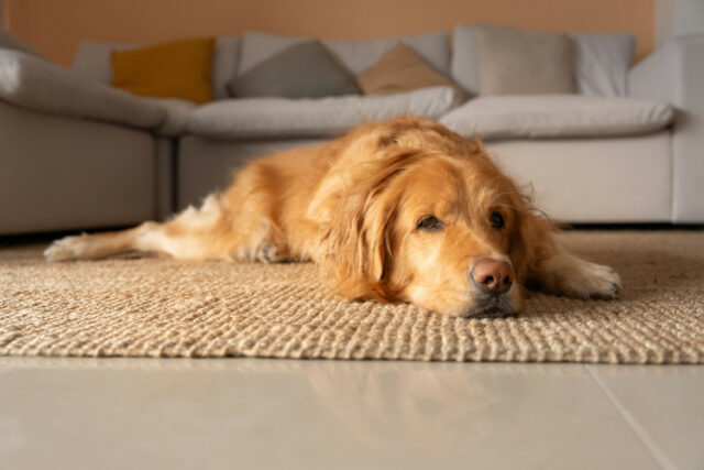 Retriever Golden Falls para manter os proprietários - o que significa que ele quebrou os corações

