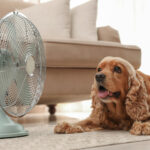 Risco de calor oculto: porque os animais não estão dentro deste verão