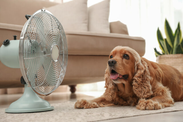 Risco de calor oculto: porque os animais não estão dentro deste verão

