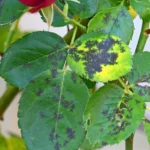 Rosa preta da mancha - pulverizando em uma mancha preta de rosas. Como pulverizar rosas no lugar das folhas pretas?