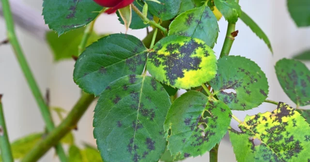 Rosa preta da mancha - pulverizando em uma mancha preta de rosas. Como pulverizar rosas no lugar das folhas pretas?


