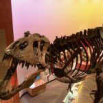 Scotty de Tyrannosaurus Rex