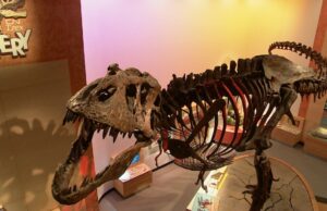 Sask. Os pesquisadores descobrem como T. rex é possível curar por lesões Scotty de Tyrannosaurus Rex