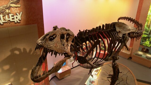 Scotty de Tyrannosaurus Rex