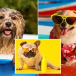 Seu cão precisa de protetor solar? Quais raças são mais suscetíveis a queimaduras - e como protegê -las