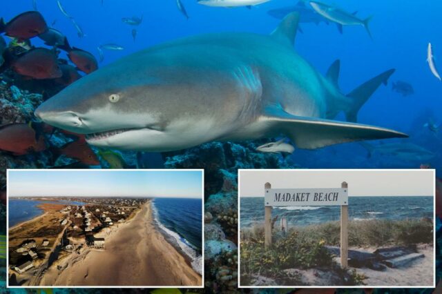 Shark mordeu o pescador de praia que arrastou o predador de volta à água depois de pegar

