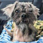 Shih Tzu 'cachorro de 10 anos, pior o mundo que precisa para sempre em casa