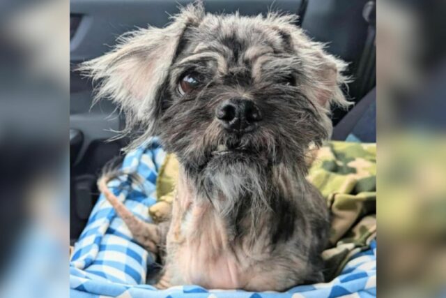 Shih Tzu 'cachorro de 10 anos, pior o mundo que precisa para sempre em casa

