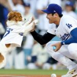 Shohei Ohtani anuncia o livro infantil: "O Dechoy salva o dia da abertura"