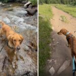 Solteiro negou a adoção de 3 refugiados de cães - ele só faz o que pode