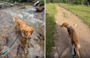 Solteiro negou a adoção de 3 refugiados de cães – ele só faz o que pode Solteiro negou a adoção de 3 refugiados de cães - ele só faz o que pode