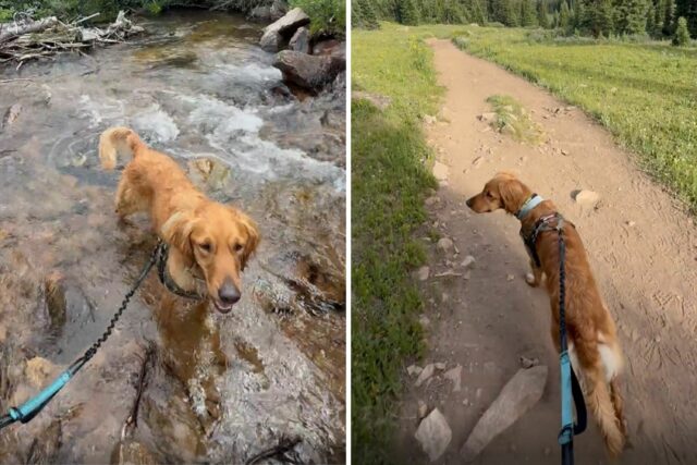 Solteiro negou a adoção de 3 refugiados de cães - ele só faz o que pode

