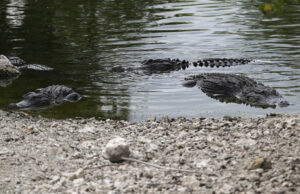 Star Maga Enter ‘Style Jurassic Park’ entrou no Alcatraz Alcator Star Maga Enter 'Style Jurassic Park' entrou no Alcatraz Alcator