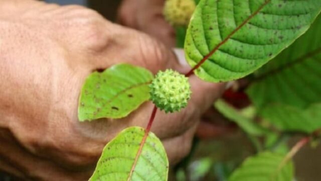 TRAGIC, um estudante na Tailândia foi morto depois de beber 1,5 litros de suco de kratom

