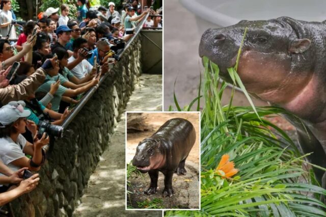Tailândia Viral Hippo Moo Deng comemora seu primeiro aniversário

