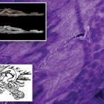 Tatuagens selvagens da "múmia de gelo" da Siberiana de 2500 anos foi revelada pela primeira vez
