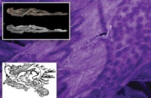 Tatuagens selvagens da “múmia de gelo” da Siberiana de 2500 anos foi revelada pela primeira vez Tatuagens selvagens da "múmia de gelo" da Siberiana de 2500 anos foi revelada pela primeira vez