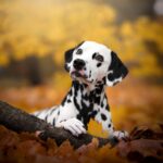 Terapias de células-tronco prontas para animais de estimação podem vir