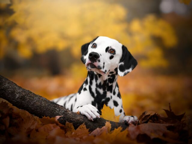 Terapias de células-tronco prontas para animais de estimação podem vir


