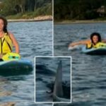 Terrorizada Massachusetts Paddleboarders, capture uma reunião próxima com um ótimo tubarão branco do lado de fora da praia de Cape Cod: "Temos que ir"