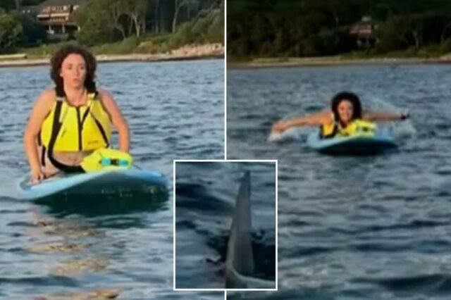 Terrorizada Massachusetts Paddleboarders, capture uma reunião próxima com um ótimo tubarão branco do lado de fora da praia de Cape Cod: "Temos que ir"

