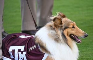 Texas A&M Live Moscot, Revreel X, Prática cirúrgica para remover o olho Reaeille Texas A e M Getti 5