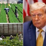 Trump insiste que "sem anistia" para a migração de trabalhadores agrícolas como um secretário de agricultura flutuante substituindo seus destinatários Medicaid