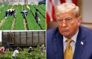 Trump insiste que “sem anistia” para a migração de trabalhadores agrícolas como um secretário de agricultura flutuante substituindo seus destinatários Medicaid Trump insiste que "sem anistia" para a migração de trabalhadores agrícolas como um secretário de agricultura flutuante substituindo seus destinatários Medicaid