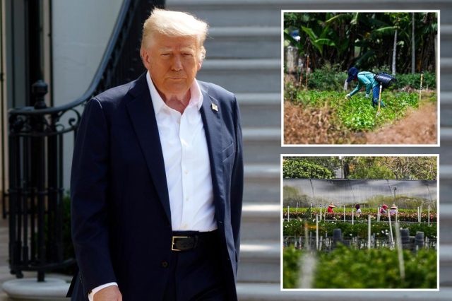 Trump oferece um novo programa de vistos para migrar os trabalhadores depois de estar em atraso dos agricultores: relatório

