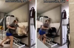 Um cachorro que foi preso após um cachorro que contém o vídeo Dog-Guomer-Kal-07-205-2025