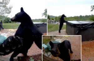 Um urso preto educado atordoa os donos de New Hampshire casas depois de ligar para a porta antes de explorar a banheira com hidromassagem: vídeo Um interessante Black Bear Rose Home em New Hampshire e chamou a porta, depois vagou para visitar uma banheira de hidromassagem próxima em materiais encantadores da supervisão emitida pelos proprietários da casa.