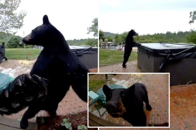 Um interessante Black Bear Rose Home em New Hampshire e chamou a porta, depois vagou para visitar uma banheira de hidromassagem próxima em materiais encantadores da supervisão emitida pelos proprietários da casa.